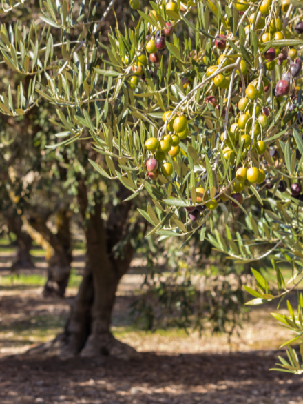 Sobre Aceite de oliva en casa (1)